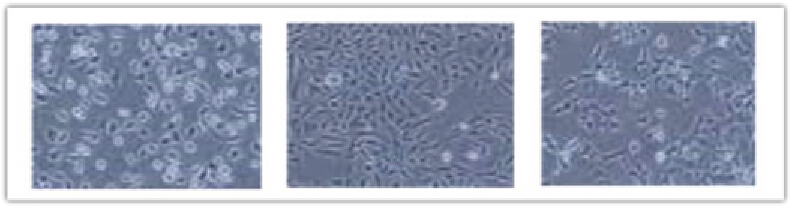 WHB细胞爬片培养下的细胞状态对比图